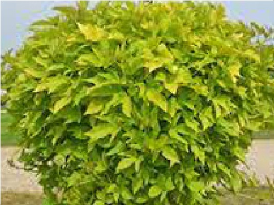 Однолетние растения Іпомея Sweet Caroline Light Green черенок 35 грн ожидается